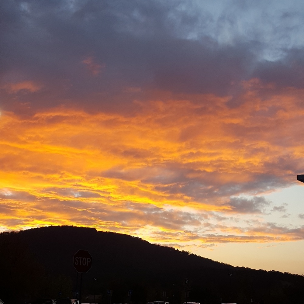 Meet your Posher, Rose